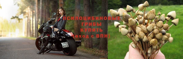 стафф Алзамай